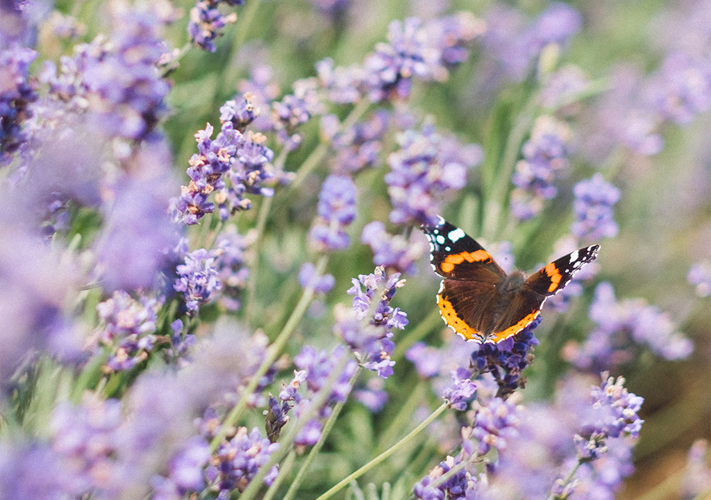 3 Beneficios del Aceite Esencial de Lavanda